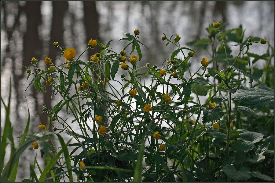 Изображение особи Ranunculus cassubicus.