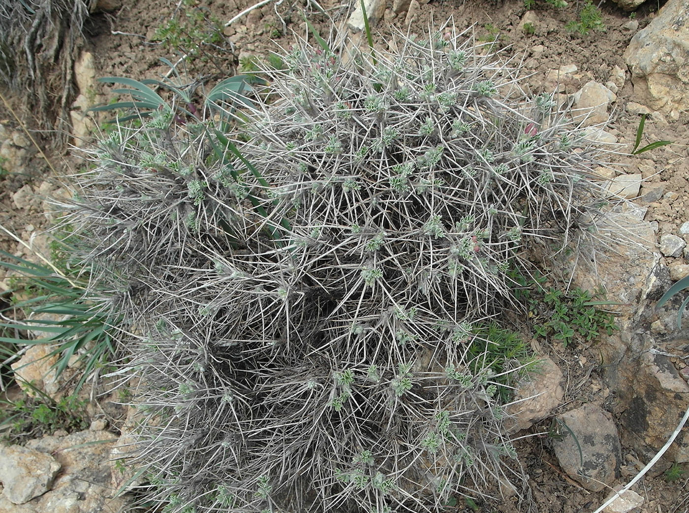 Image of Onobrychis echidna specimen.