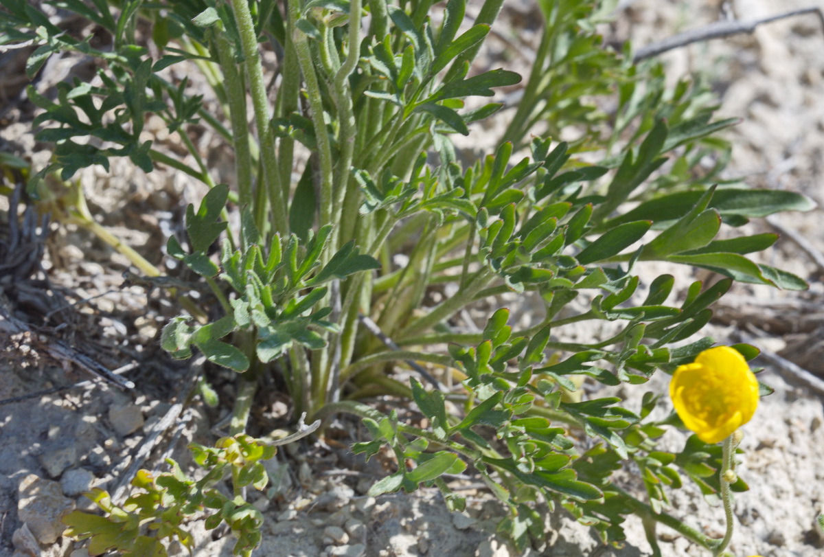 Изображение особи род Ranunculus.