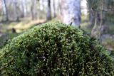 Aulacomnium palustre. Побеги с антеридиями в сообществе Polytrichum sp. Санкт-Петербург, Приморский р-н, Юнтоловский заказник, заболоченный лес. 12.05.2025.