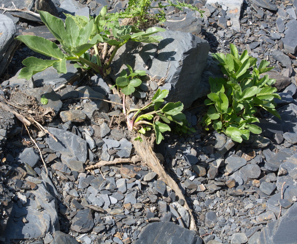 Image of familia Apiaceae specimen.