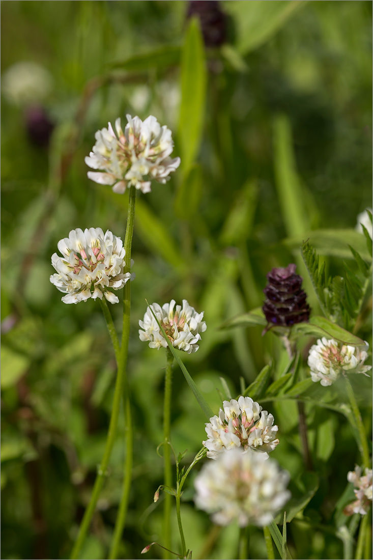 Image of Trifolium repens specimen.