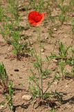 Papaver rhoeas. Растение с цветками и бутонами. Псковская обл., Порховский р-н, окр. дер. Заборовье, залежь. 15.06.2025.