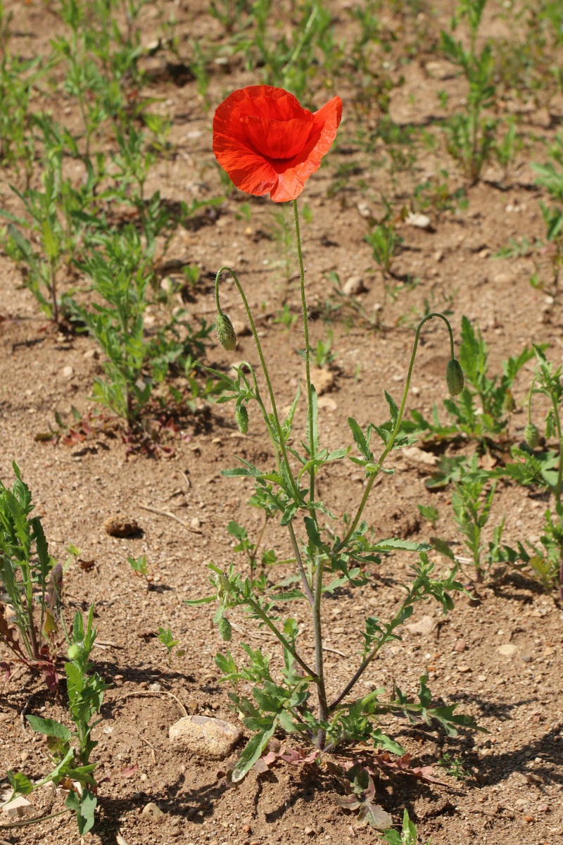 Image of Papaver rhoeas specimen.