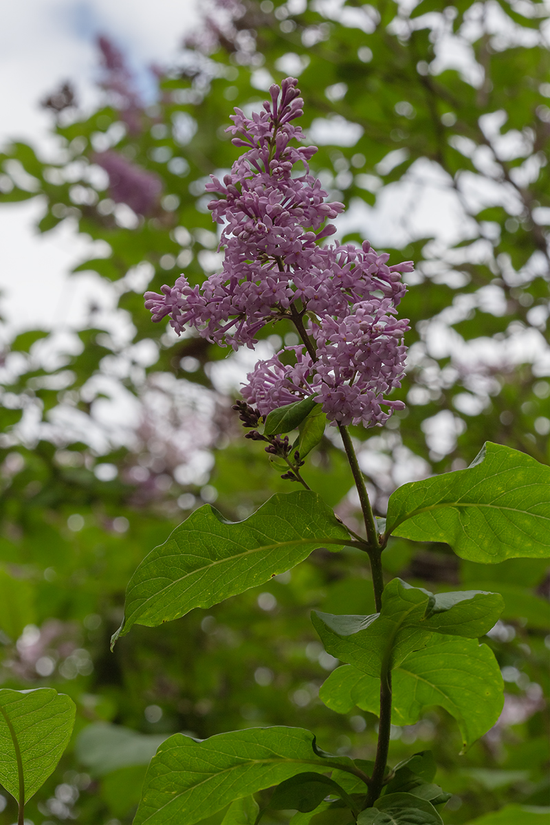Image of Syringa × henryi specimen.