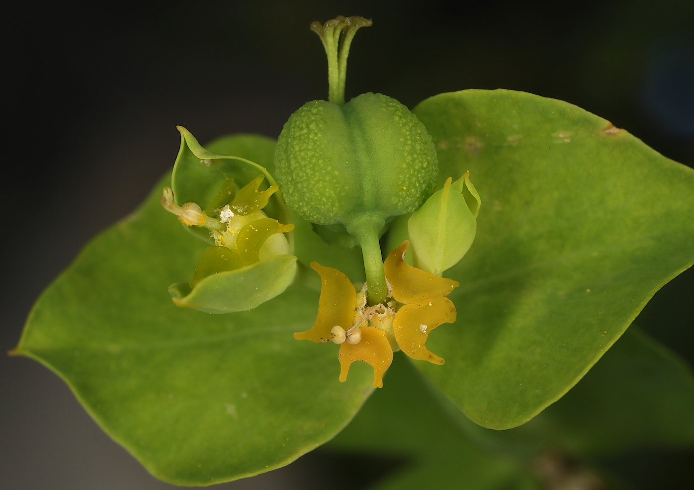 Image of genus Euphorbia specimen.