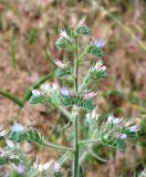 Echium biebersteinii. Верхняя часть цветущего растения. Узбекистан, Ташкентская обл., горы близ г. Янгиабад. 20.06.2009.