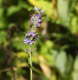 Image of taxon representative. Author is Вера Волкотруб
