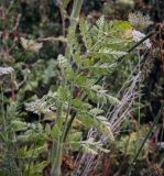 Daucus carota