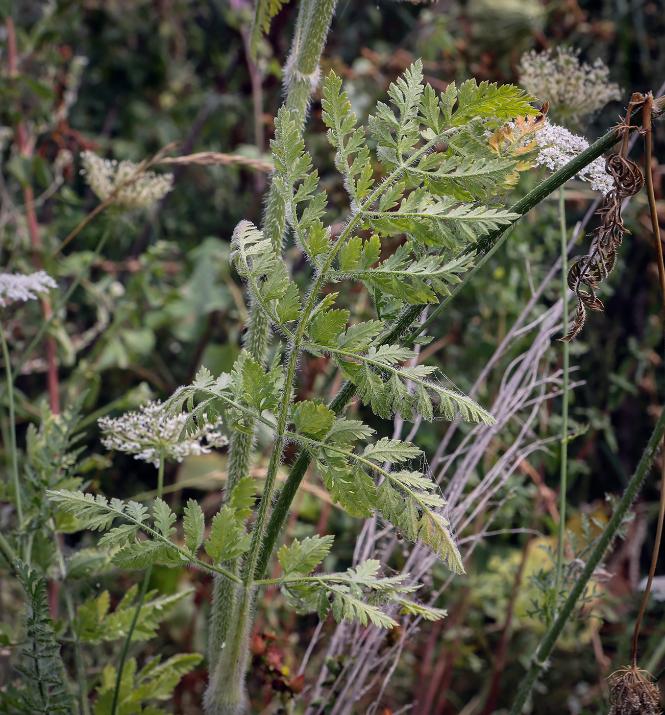 Изображение особи Daucus carota.