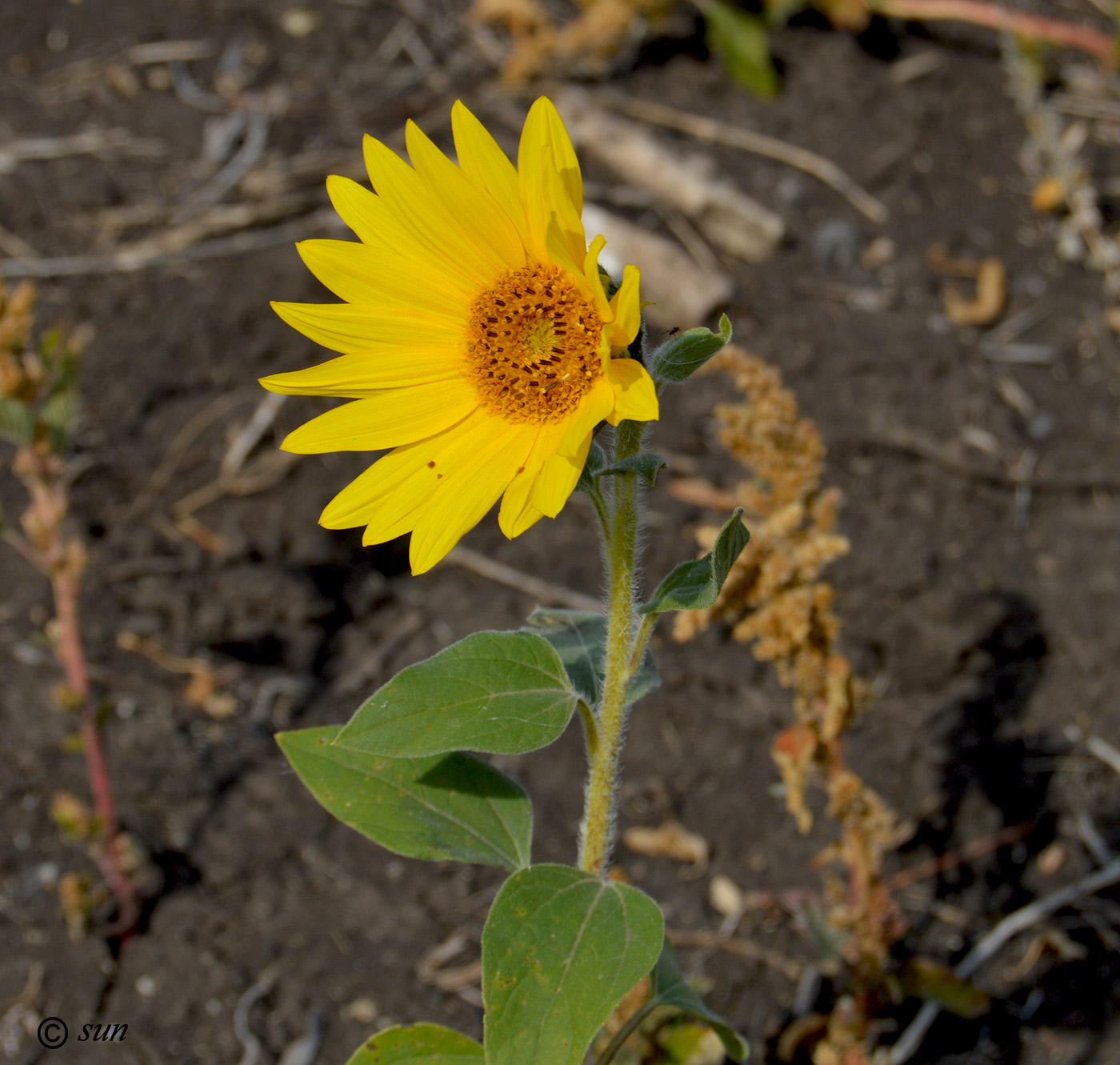 Изображение особи Helianthus annuus.