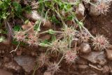 Trifolium stellatum