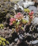 Sedum tenellum