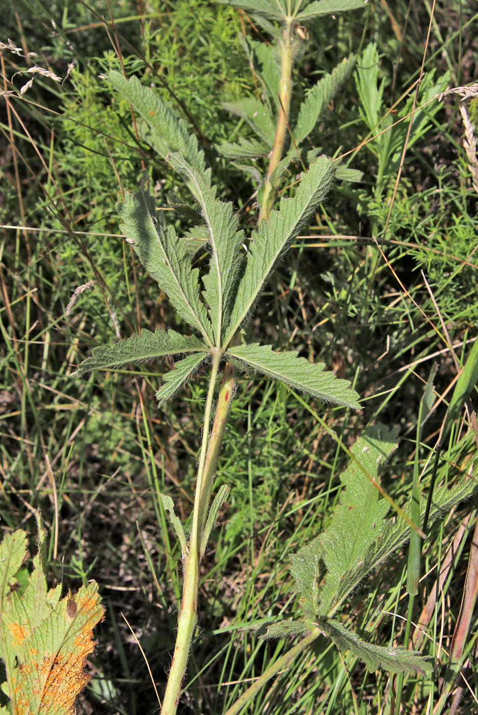 Изображение особи Potentilla recta.