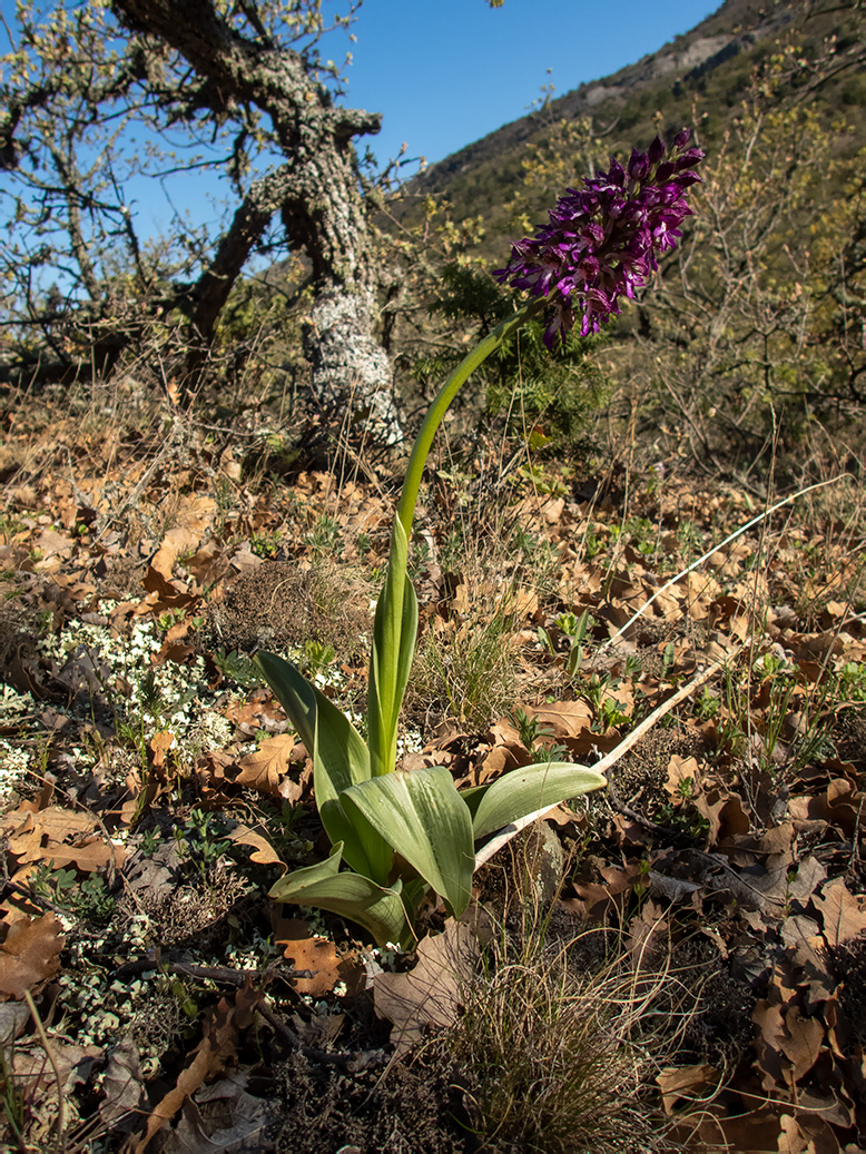 Изображение особи Orchis &times; angusticruris.