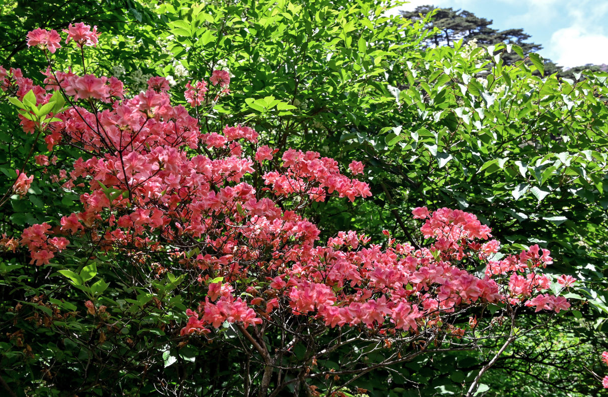 Image of Rhododendron kaempferi specimen.