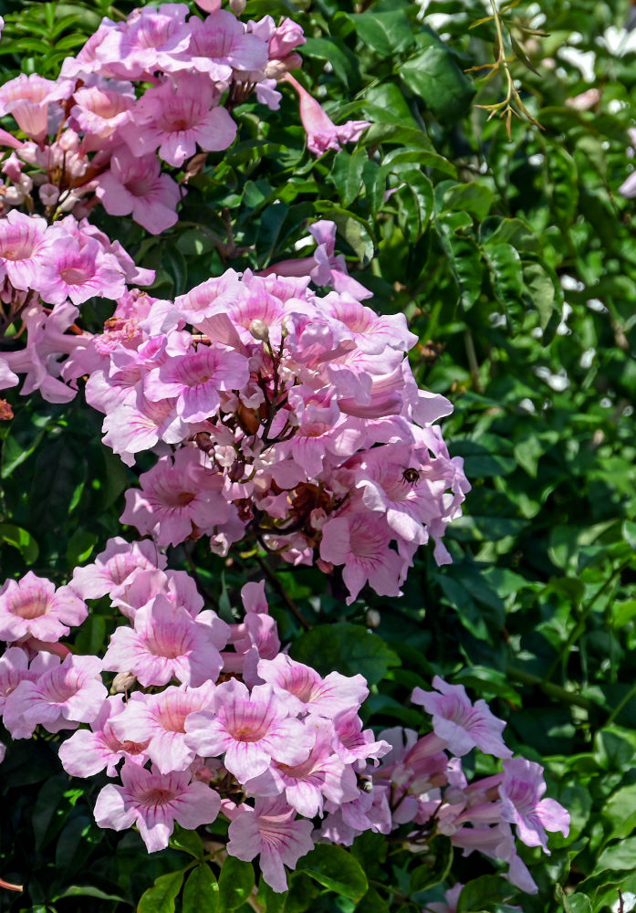Изображение особи Podranea ricasoliana.