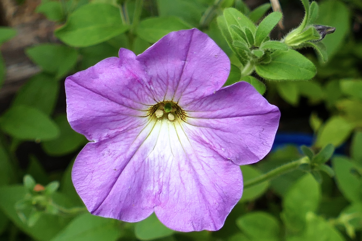 Image of Petunia &times; atkinsiana specimen.