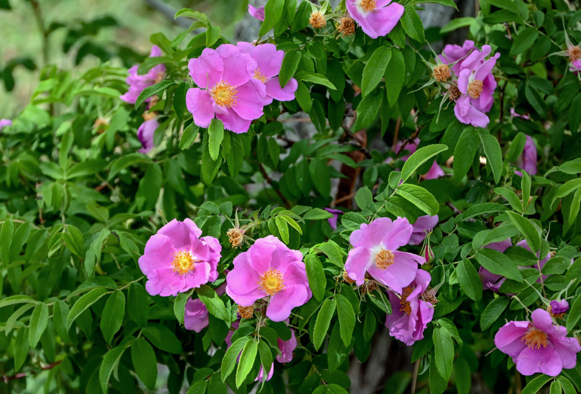 Image of genus Rosa specimen.