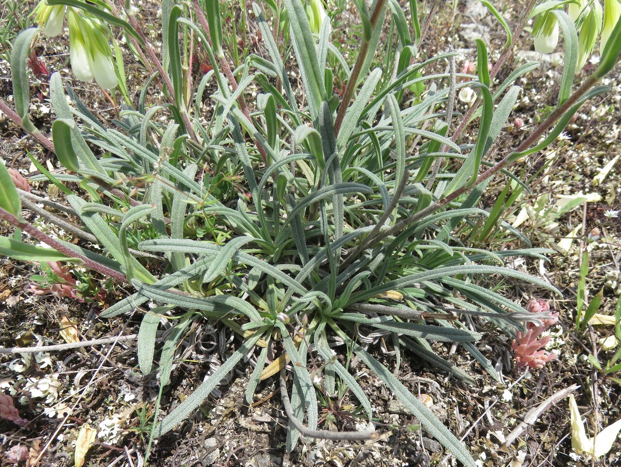 Изображение особи род Onosma.