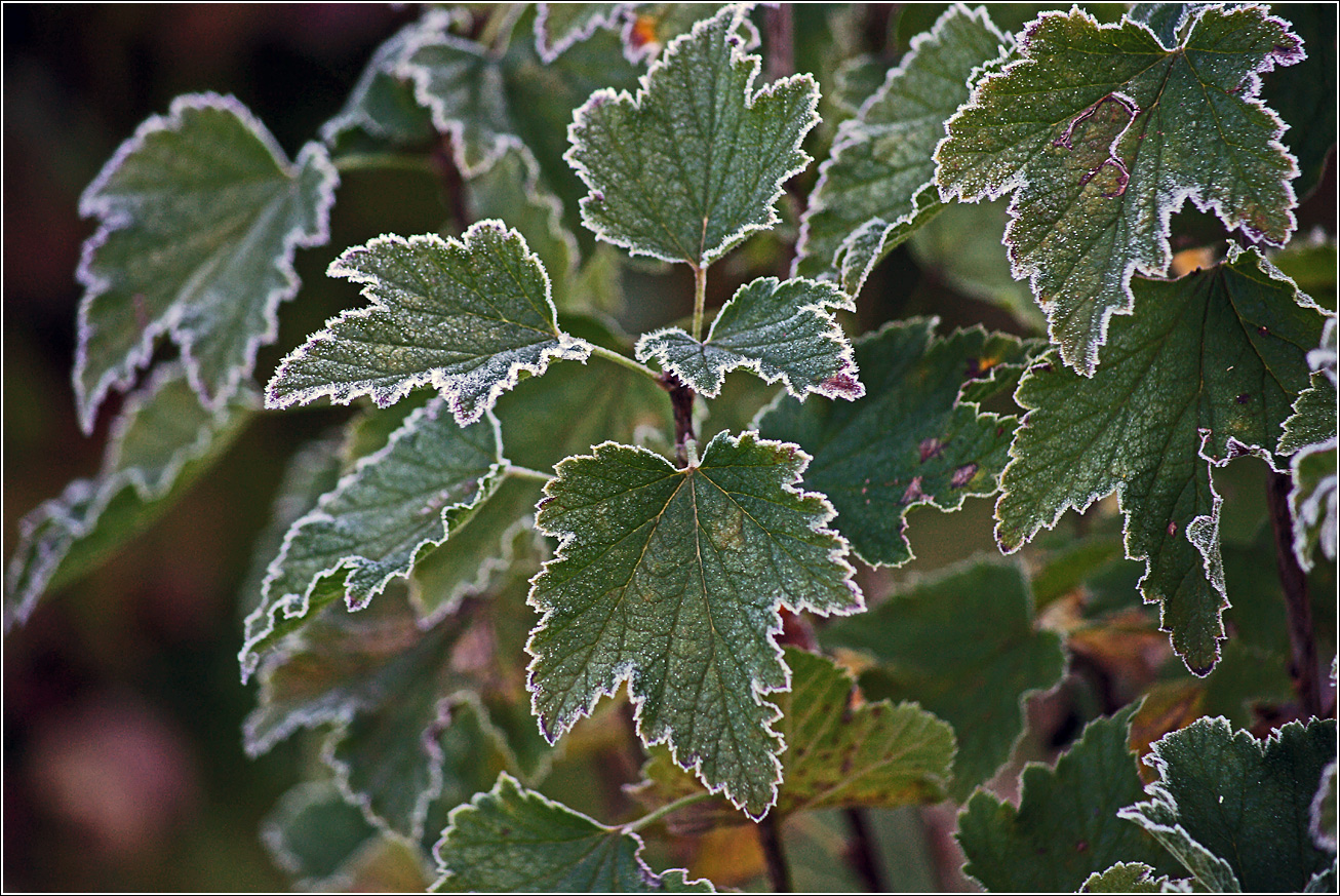 Изображение особи Ribes nigrum.