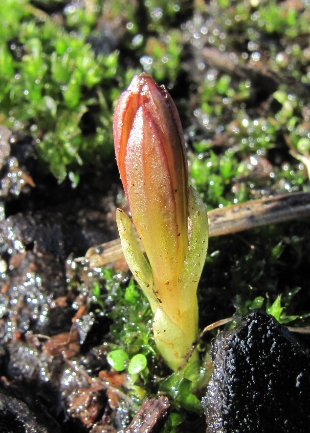 Image of Chamaenerion angustifolium specimen.