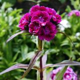 Dianthus barbatus. Верхушка цветущего растения. Свердловская обл., окр. г. Североуральск, дачный участок. 02.07.2023.