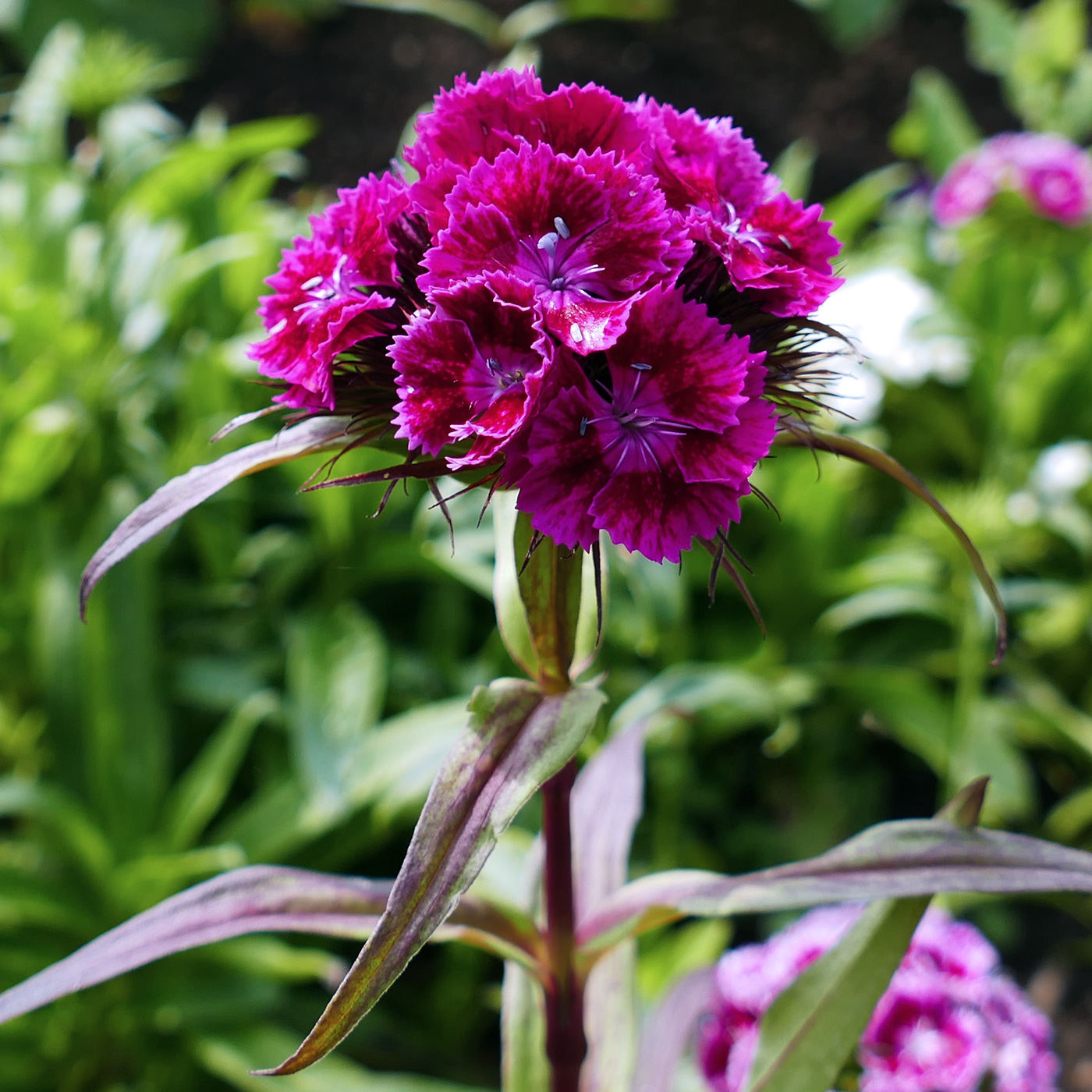 Image of Dianthus barbatus specimen.