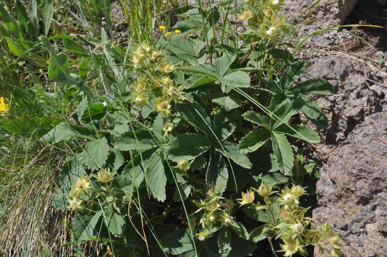 Image of Unknown species specimen.
