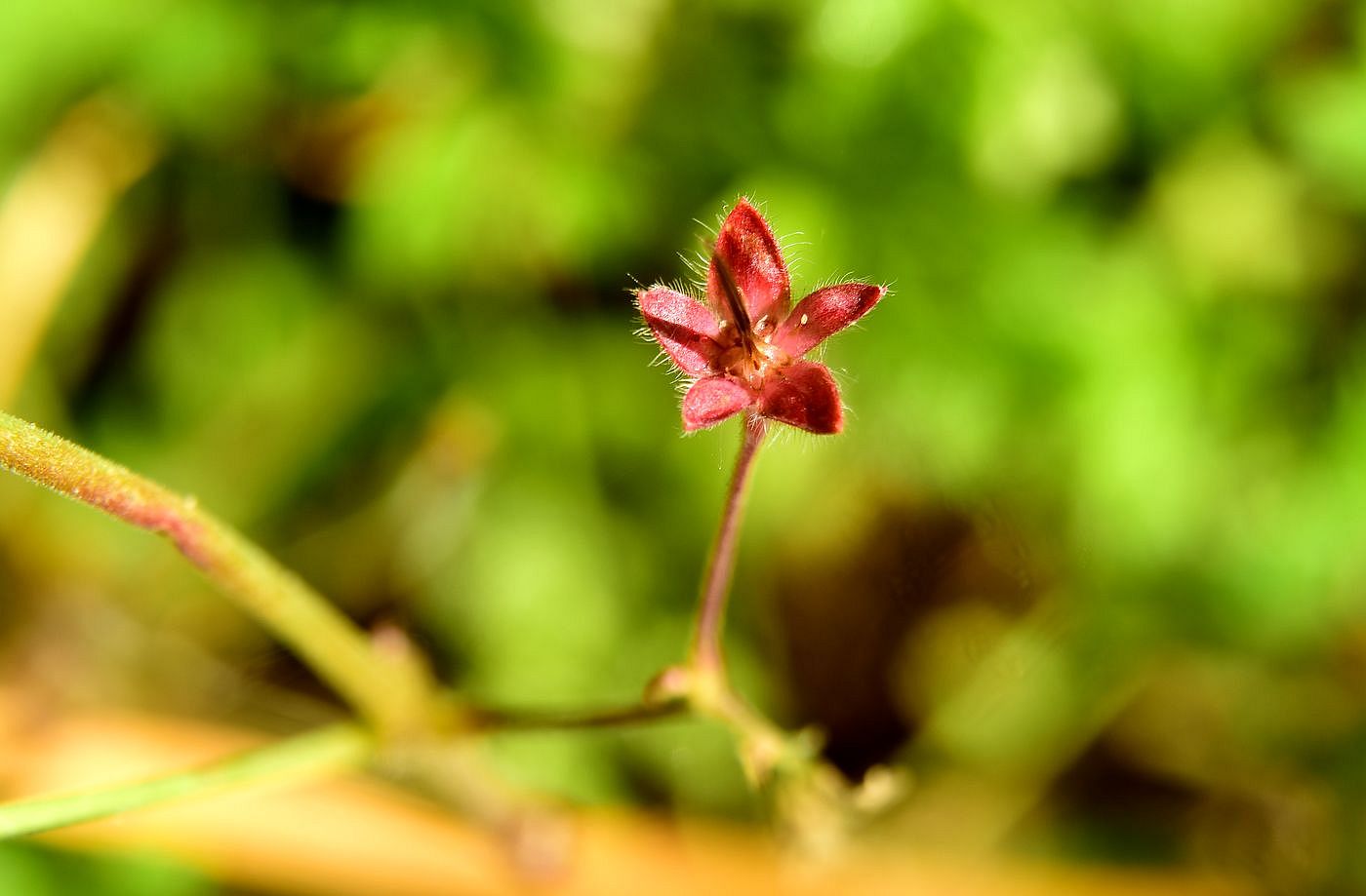 Image of Geranium divaricatum specimen.