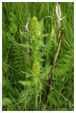 Pedicularis kaufmannii