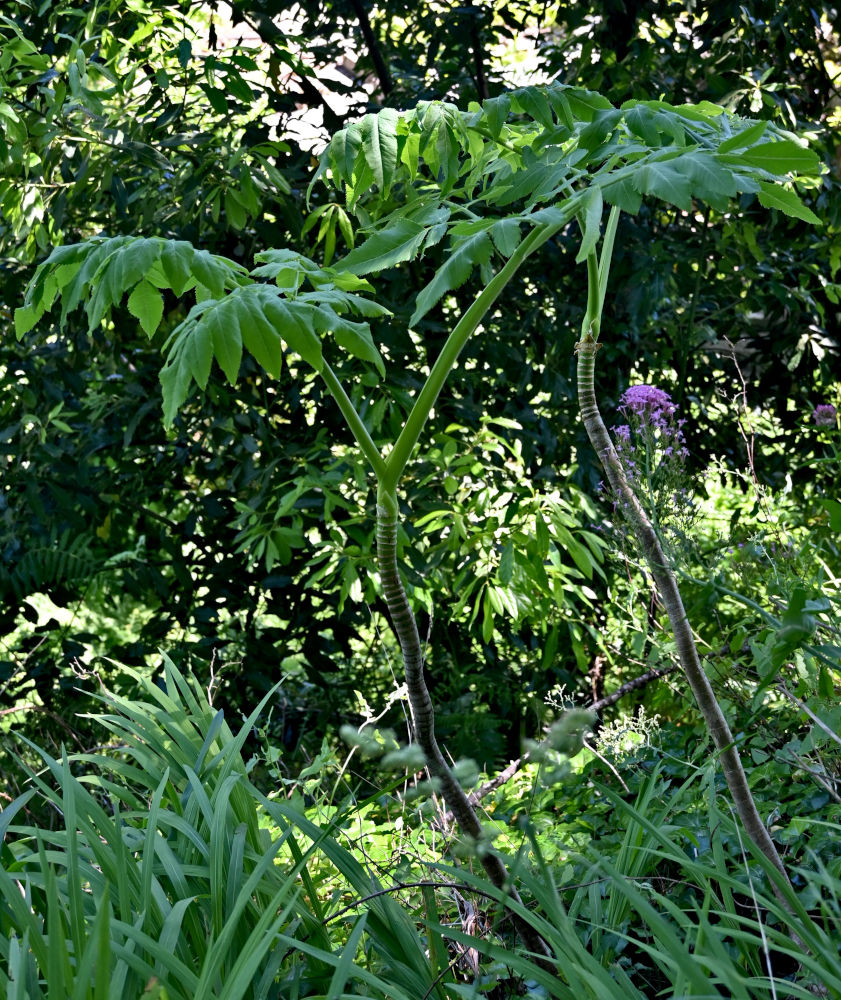 Изображение особи Daucus decipiens.