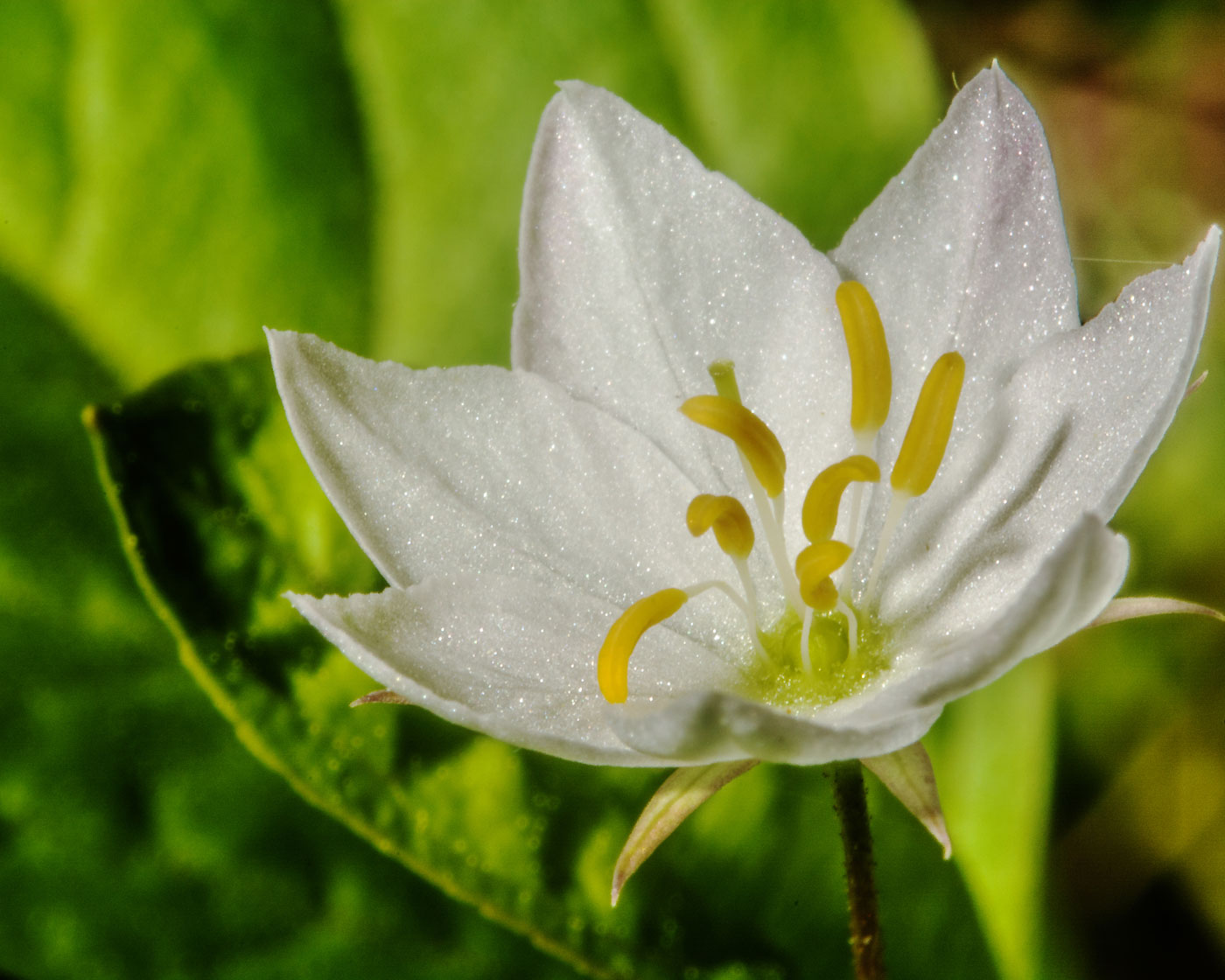 Изображение особи Trientalis europaea.
