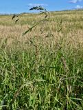 Echinochloa crus-galli. Плодоносящие растения. Московская обл., гор. округ Серпухов, дол. р. Протва, окраина поля. 09.08.2026.