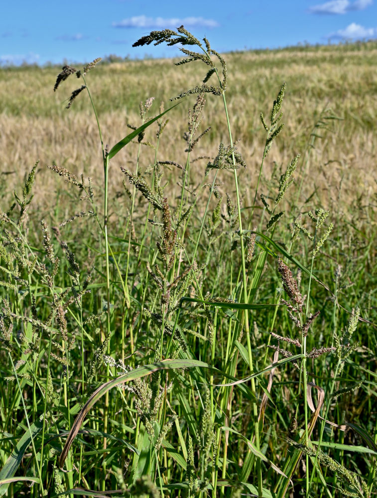 Image of Echinochloa crus-galli specimen.