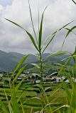 Arundo donax. Верхушка побега вегетирующего растения. Португалия, Азорские о-ва, о-в Сан-Мигел, р-н Ашада, луговой склон. 12.08.2025.