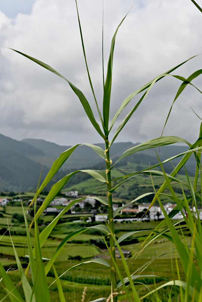 Изображение особи Arundo donax.