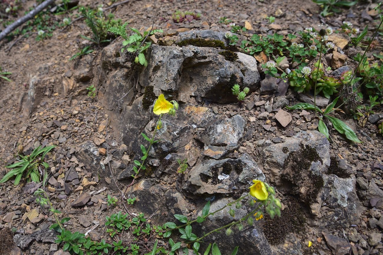 Image of Unknown species specimen.