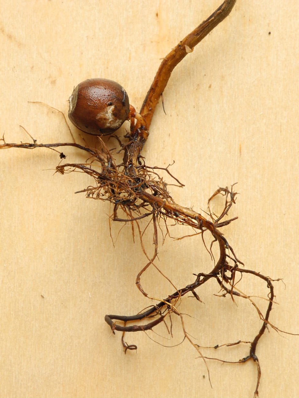 Image of Corylus avellana specimen.
