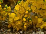 Hypericum scabrum. Цветки и бутоны. Нижняя часть сорванного цветущего растения. Турция, ил Артвин, р-н Юсуфели, 450 м ниже дер. Гюльпынар, выс. 1520 м н.у.м., каменистый склон. 13 июня 2026 г.