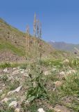 genus Rumex. Цветущее растение. Дагестан, Докузпаринский р-н, окр. с. Куруш, дол. р. Чехычай, ≈ 2400 м н.у.м., русло временного водотока. 25.07.2026.
