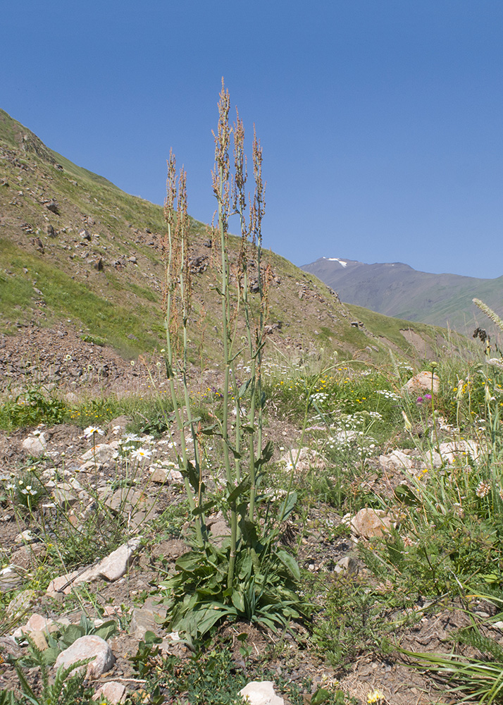 Image of genus Rumex specimen.
