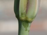 Tragopogon porrifolius subspecies longirostris. Основание обёртки отцветшего соцветия-корзинки. Израиль, г. Кармиэль, газон. 15.02.2011.
