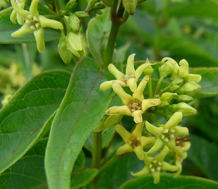 Image of Vincetoxicum hirundinaria ssp. lusitanicum specimen.