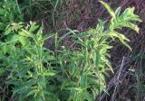 Epilobium hirsutum