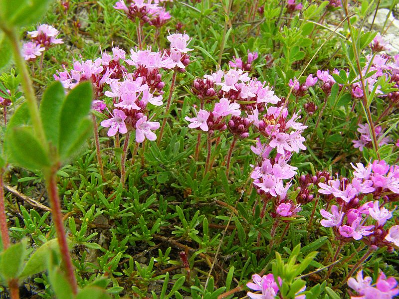 Изображение особи Thymus tauricus.