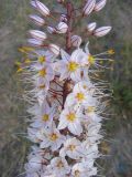 Eremurus tianschanicus