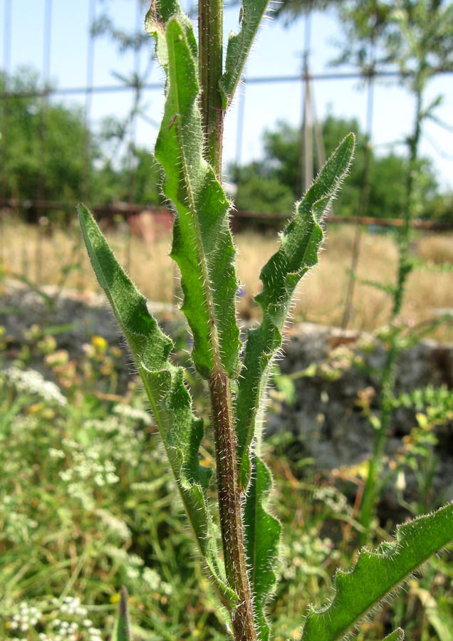 Image of Picris hieracioides specimen.