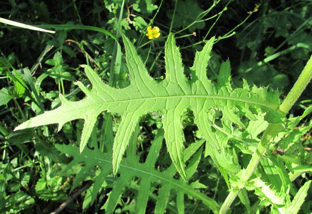 Изображение особи Cirsium &times; hybridum.