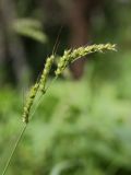 Echinochloa crus-galli